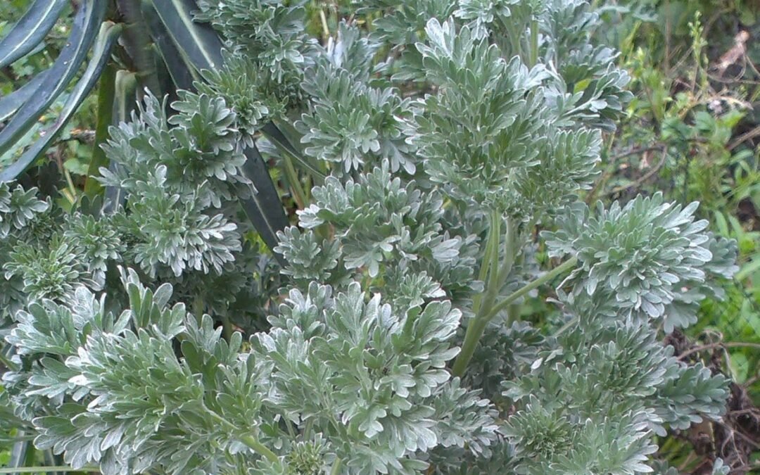 The magical properties of wormwood