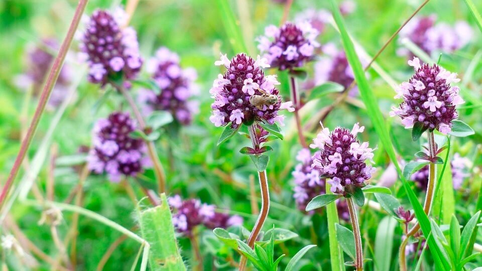 The magical properties of thyme