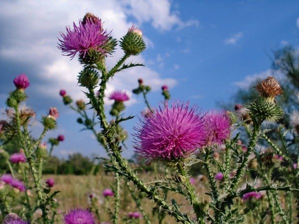 The magical properties of thistle