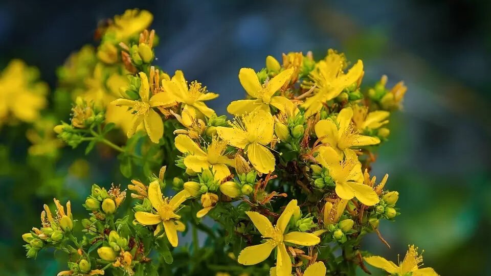 The magical properties of St. John's wort